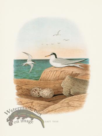 Thomas Gentry Bird 42